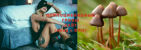 хмурый Аркадак